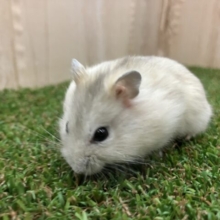 イエロープティングハムスター！はーい、こちらは男の子！♂