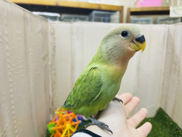 コザクラインコ（小桜インコ）