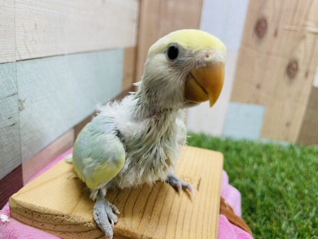 コザクラインコ（小桜インコ）