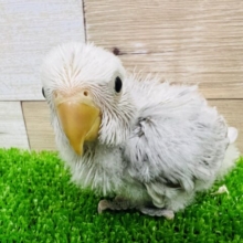 しぶ可愛い♡小桜インコオパーリンモーブ！