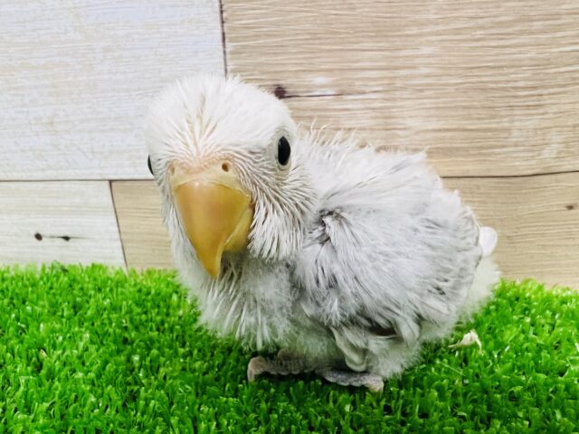 しぶ可愛い♡小桜インコオパーリンモーブ！