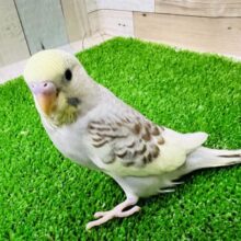 画像更新☆ブラウンなの♡セキセイインコ☆イエローフェイスシナモンパイド！