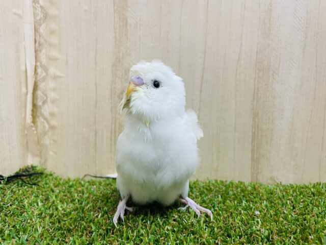 羽衣セキセイインコ