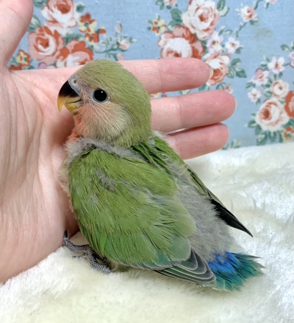 コザクラインコ（小桜インコ）