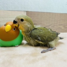 落ち着いたカラーが魅力的なコザクラインコオレンジフェイスオリーブカラー！