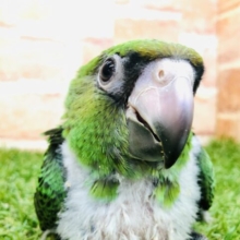 成長が楽しみ！　ズアカハネナガインコ　R４　１２／２２撮影