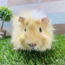 クルンクルン♪大人しめな巻き毛モルモット！