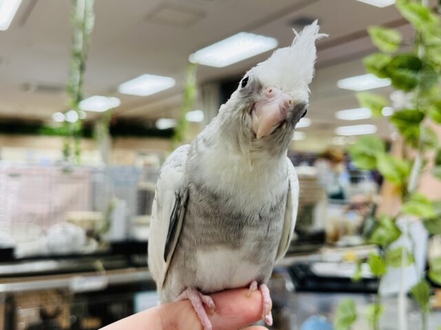 オカメインコ