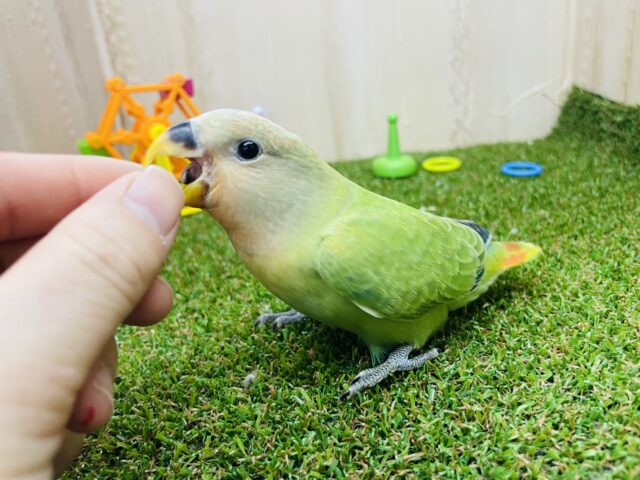 コザクラインコ（小桜インコ）