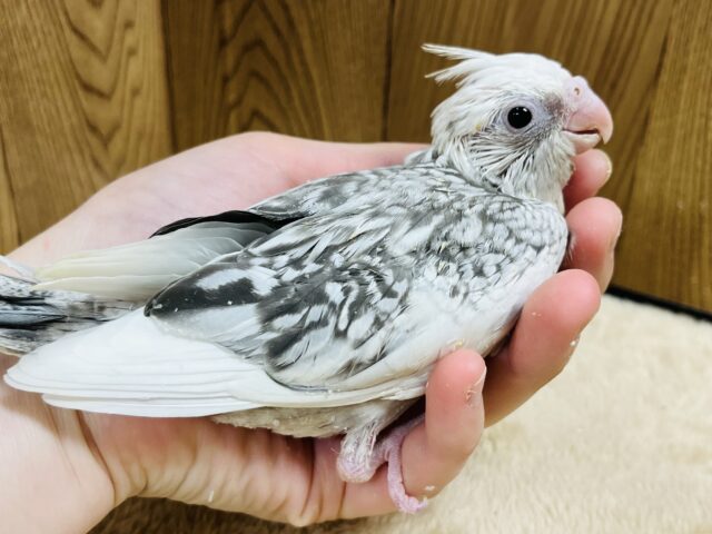 オカメインコ