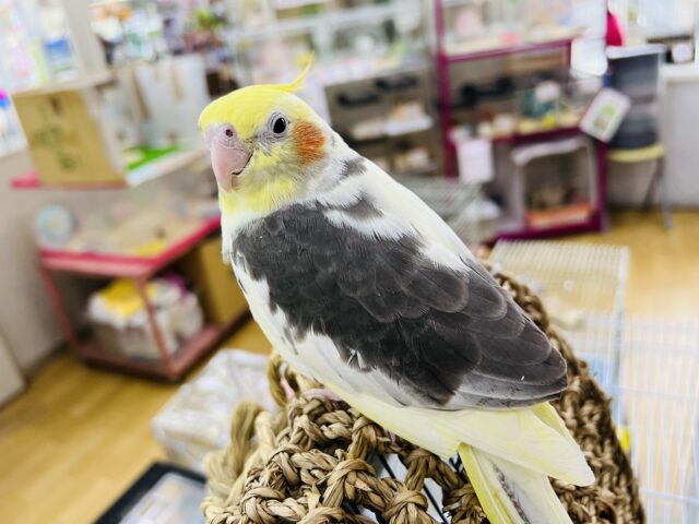 オカメインコ