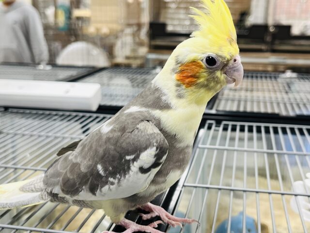 オカメインコ