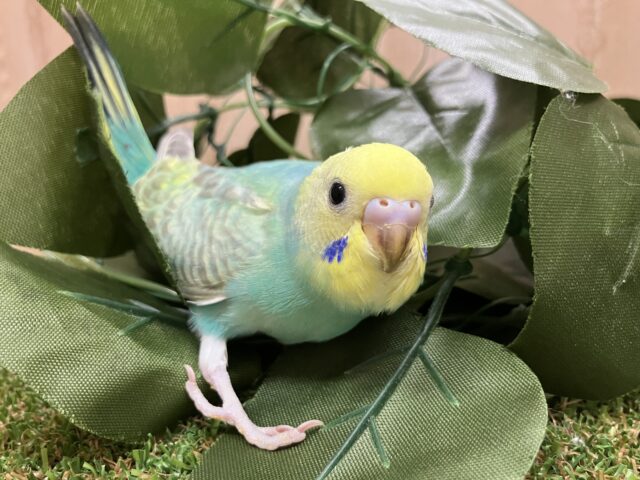 セキセイインコ