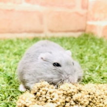 胸の模様がチャームポイント　ロシアンブルーハムスター　R４　３／２撮影