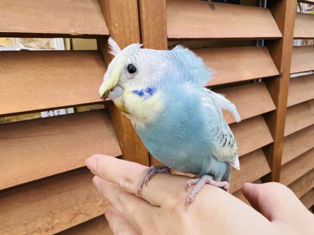 カキカキ出来るよー♡羽衣セキセイ