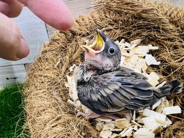 桜文鳥