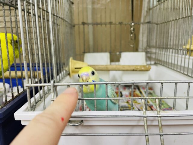 セキセイインコ