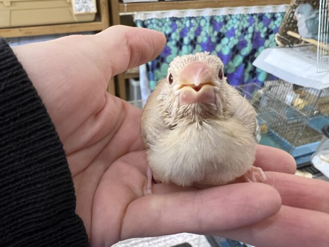 シナモン文鳥