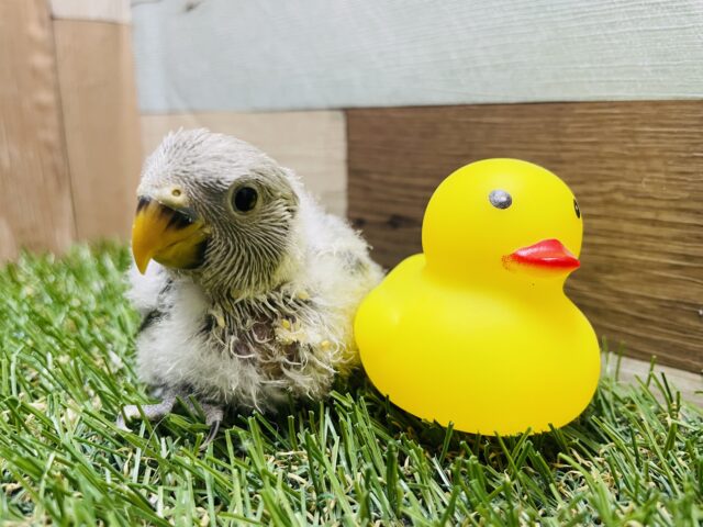 ちょこんと感がたまらない！！コザクラインコのモーブオパーリン！