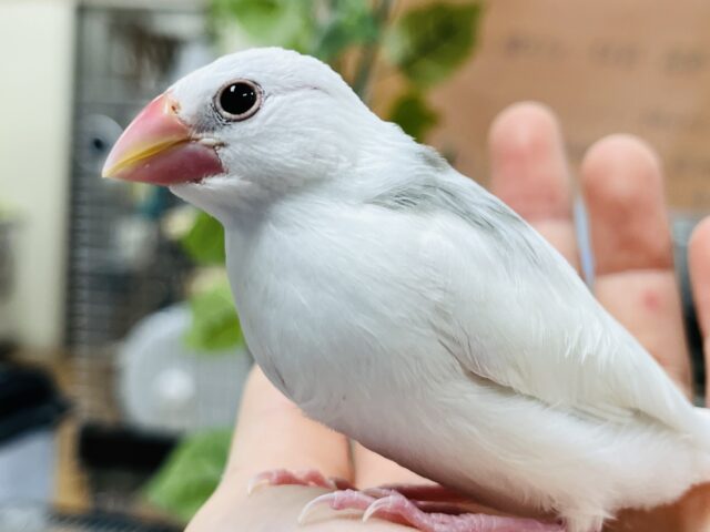 【最新画像更新！】むむっ　このお顔がたまりません～～　白文鳥