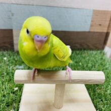 最新画像有り☆物怖じしなさそうな凛々しいコ！セキセイインコのスパングルパイド！
