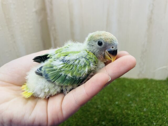 コザクラインコ（小桜インコ）