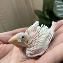 白文鳥！さらに躍動感!!!