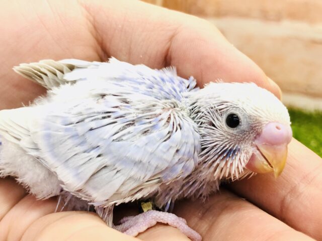 人気のカラーが入舎です　セキセイインコ　ライラック　Ｒ５　１／１７撮影