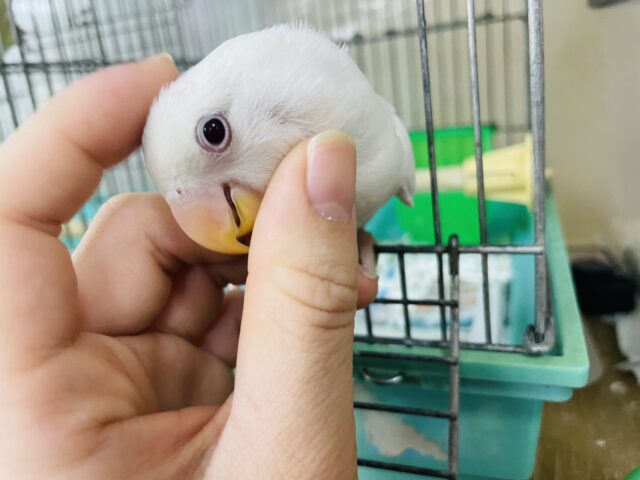 コザクラインコ（小桜インコ）