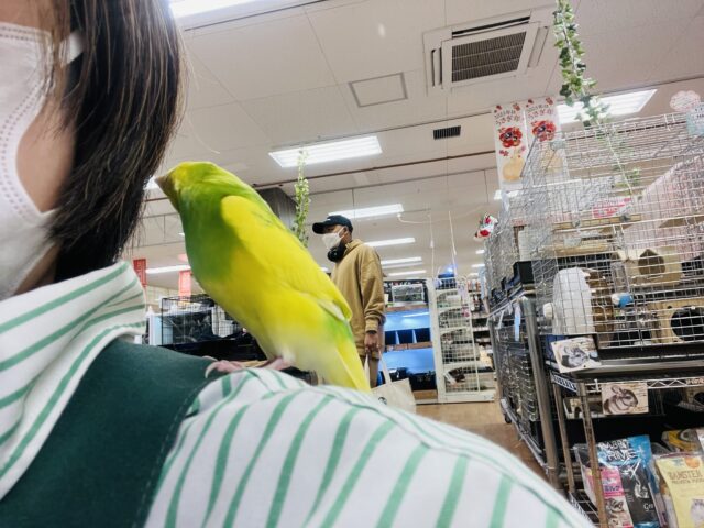 セキセイインコ