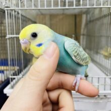 2月1日　最新画像になりますよ‼️パステルカラーレインボー！ セキセイインコ