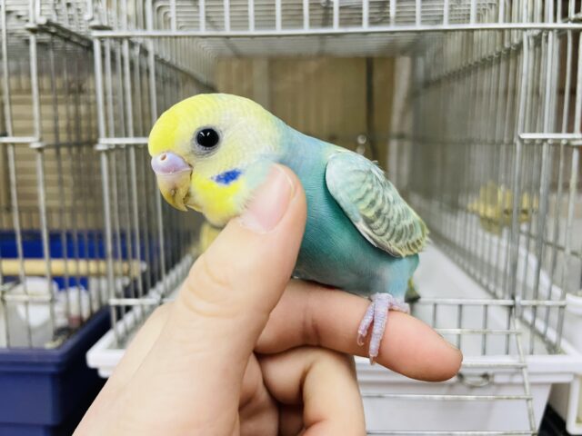 2月1日　最新画像になりますよ‼️パステルカラーレインボー！ セキセイインコ