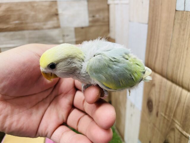 コザクラインコ（小桜インコ）