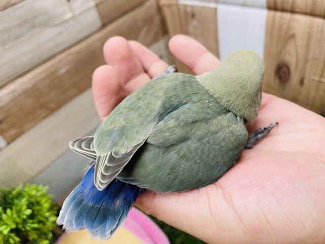 コザクラインコ（小桜インコ）