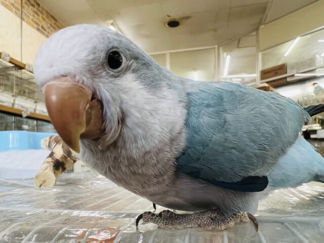 オキナインコ