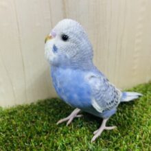 ウルウルしてるの〜💓かわいこちゃん！　セキセイインコ　スパングル