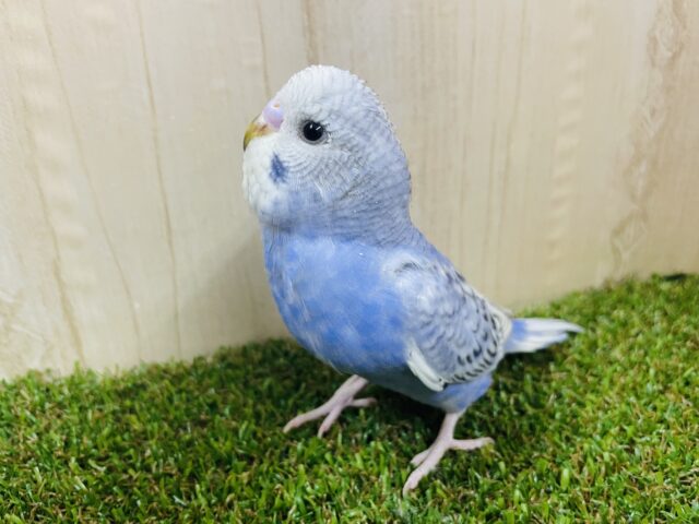 ウルウルしてるの〜💓かわいこちゃん！　セキセイインコ　スパングル