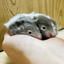 見たら惚れます♡♡セーブルハムスター(男の子)