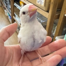 画像更新☆キリリ‼︎白文鳥の雛入舎でーす！