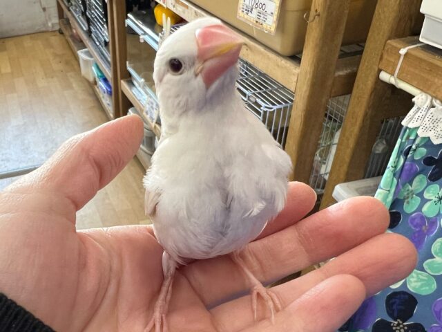 画像更新☆キリリ‼︎白文鳥の雛入舎でーす！