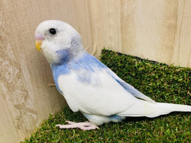 ☁️〜お空みたいなセキセイさん〜☁️ セキセイインコ　パイド