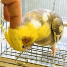 ナデナデ大好き♡甘え上手のオカメインコ(パイド)