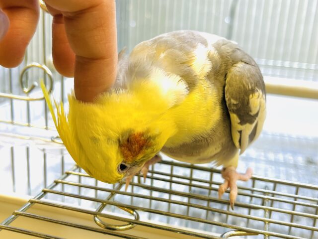 ナデナデ大好き♡甘え上手のオカメインコ(パイド)