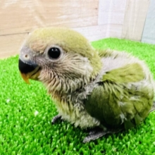 大人気♡小桜インコ（ノーマル）がやってきました~♪