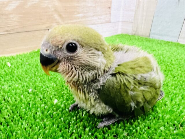 大人気♡小桜インコ（ノーマル）がやってきました~♪