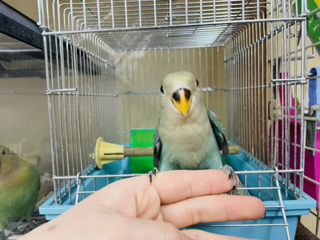 コザクラインコ（小桜インコ）