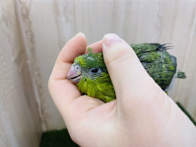 サザナミインコ