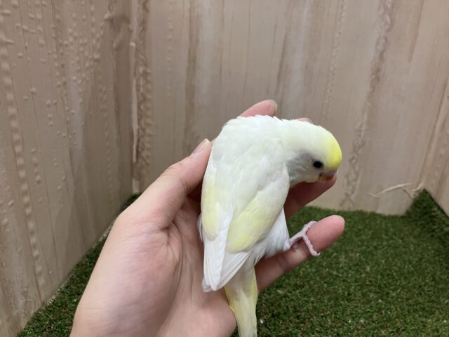 セキセイインコ