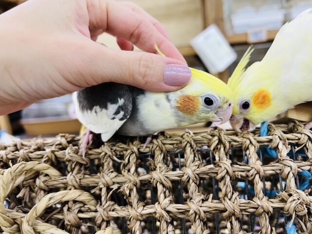 オカメインコ