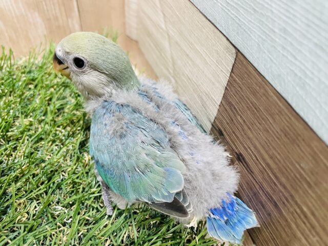 コザクラインコ（小桜インコ）